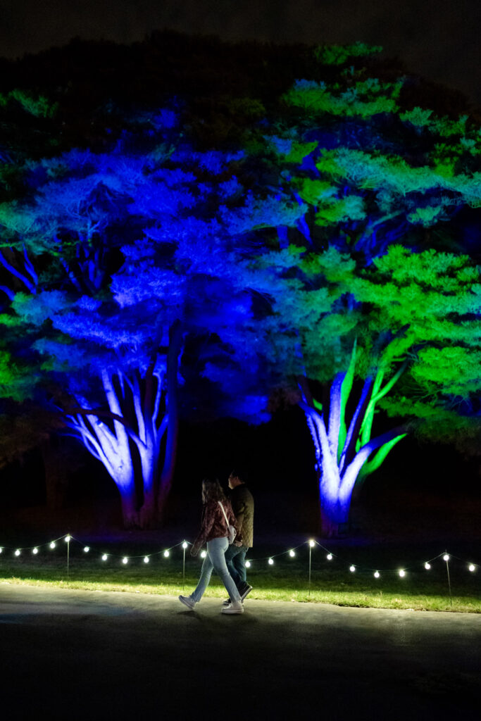 Couple walking under colorful illuminated trees and string lights at night during winter proposal
